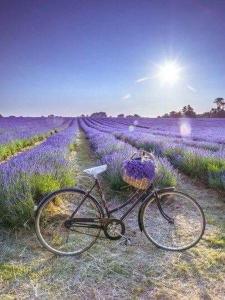 een fiets geparkeerd in het midden van een lavendelveld bij studio 66 in Caumont-sur-Durance