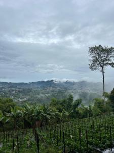 a view of a vineyard with a tree and mountains at Kartika Lodge in Bengkok