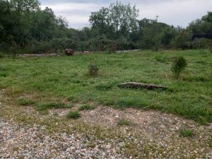 un campo con césped verde, rocas y árboles en Ita Kora, en Sils