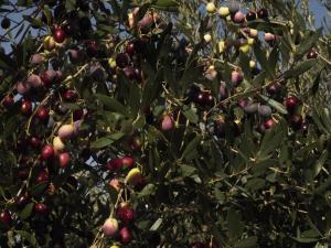 Ảnh trong thư viện ảnh của CA IAIA ROSARIO ở Cuatretondeta +13 ảnh