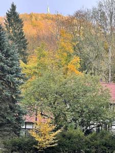 a group of trees in front of a house at Ferienhaus am Teutoburger Wald in Detmold