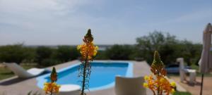 a view of a swimming pool with flowers in the foreground at Cuesta pampa casa de campo in Toay