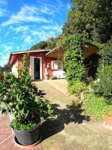 una casa con una planta delante de ella en The Sunset Hill with Private Swimming pool and A/C, en Camaiore