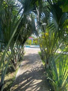 a row of palm trees lining a walk way at Villa Hermanos Luciano 
