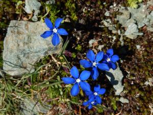 Kuvagallerian kuva majoituspaikasta Albergo du Soleil, joka sijaitsee kohteessa Cogne