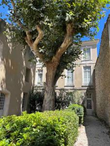 drzewo przed budynkiem w obiekcie Superbe appartement rénové et cosy à 10mn de Saint-Rémy de Provence w mieście Noves