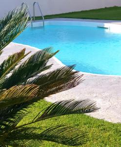 un palmier à côté d'une piscine dans l'établissement B & b Venere, à Paestum