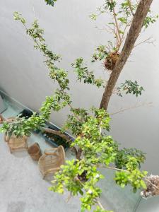 grupa drzew bonsai siedzących obok ściany w obiekcie TreeHaus 38 Moulmein by SSL - Pulau Tikus Georgetown w mieście George Town