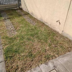 a patch of grass next to a wall at casa sola dos niveles in Chalco de Díaz Covarrubias