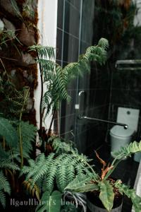 Ein Haufen grüner Pflanzen im Badezimmer. in der Unterkunft ngaunhien's house - Homestay in Thôn Dư Khánh