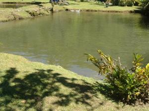 a body of water with a shadow of a tree at sapiens house cabaña del lago premium in Cali +2 photos