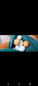 een groep eieren op een deken bij Madison's ONLY yurt experience! in Vevay