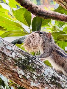 Altri animali domestici presso l'affittacamere o nei dintorni