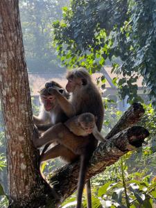 Altri animali domestici presso l'affittacamere o nei dintorni