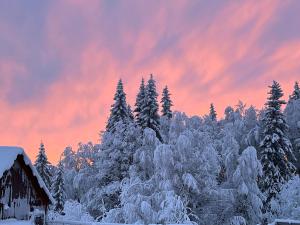 a winter forest with snow covered trees and a barn at Go out stay wild in Norsjö