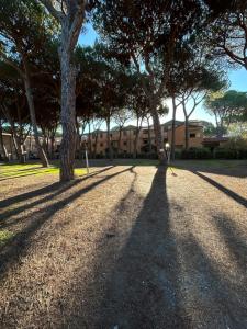 un gruppo di alberi sta gettando ombre sul terreno di Bilocale con giardino a Marina di Grosseto