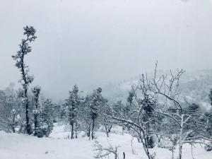 Wanderlust Mukteshwar في مكتزور: مجموعة من الأشجار في حقل مغطى بالثلج