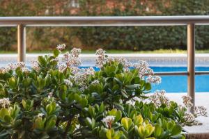 a plant with white flowers in front of a pool at Apartamento en la playa de Castelldefels ( Barcelona) in Castelldefels