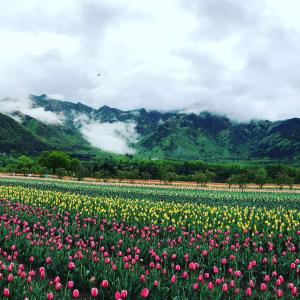 un champ de fleurs avec des montagnes en arrière-plan dans l'établissement Zebervan Retreat, à Srinagar