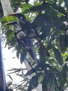 Animaux dans la maison d'hôtes ou à proximité