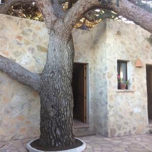 un arbre devant un bâtiment en pierre avec une fenêtre dans l'établissement La Pérgola Habitaciones Rústicas, à Es Pujols