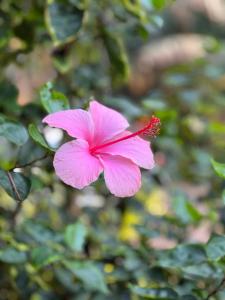 a pink flower is hanging from a tree at Airportlinkguesthouse2 in Entebbe