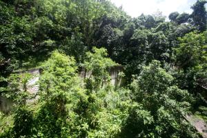 a forest filled with lots of trees next to a building at Refúgio em Copa in Rio de Janeiro
