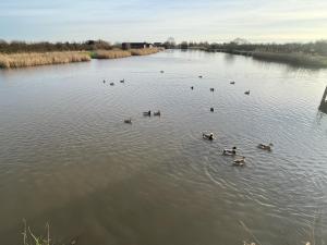 a group of ducks swimming in the water at Lakeside Fishing Pods in Boston