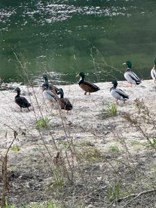 un gruppo di anatre in piedi accanto all'acqua di NATURE e SPA AL - Termas Saúde e Beleza, Totalmente Renovado - Piscinas Municipais em frente - Epoca Julho a Setembro a São Pedro do Sul