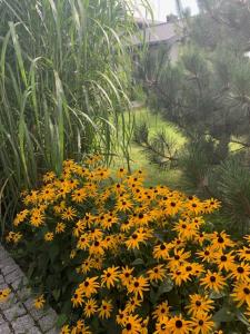 Na Skraju Puszczy外面的花园