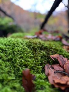 a pile of green moss and brown leaves at Guesthouse Prrockaj Theth in Theth