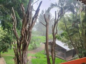 una vista desde la ventana de una casa con árboles en Casa Rincón Ojojona en Media Legua
