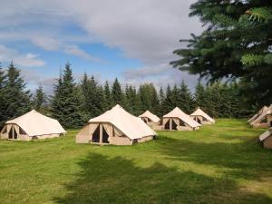 a group of tents in a field with trees at Godaland Guesthouse and Glamping in Hlíðarendi