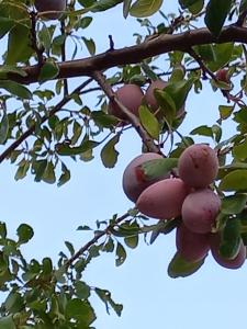 um monte de fruta rosa pendurada numa árvore em Rustic Villas Barlovic em Ulcinj