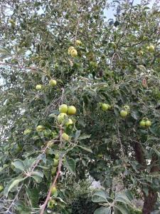 un pommier avec beaucoup de fruits sur lui dans l'établissement Rustic Villas Barlovic, à Ulcinj