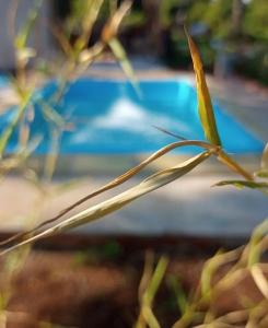 un primer plano de una planta frente a una piscina en Cabaña Don floricel en Santa Ana