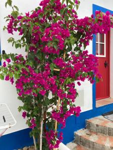 a tree with pink flowers in front of a house at Casa Vó Briata in Mértola