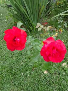 dos flores rojas sentadas en el césped en Chalé anjico, en Aiuruoca