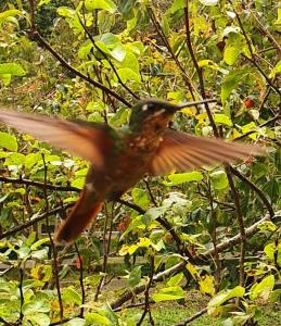 Dyr i feriehuset eller i nærheden