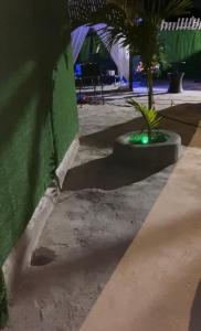 a sidewalk with a palm tree and a green wall at Chic Vybz Deluxe in Four Mile