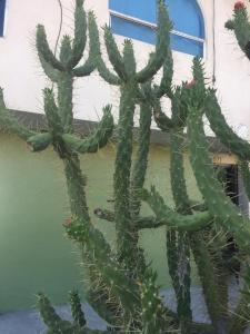 un gran cactus verde frente a un edificio en Pacifico 51, en Tijuana