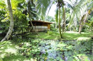 
a lush green forest filled with trees and shrubs at Hotel La Costa de Papito in Puerto Viejo
