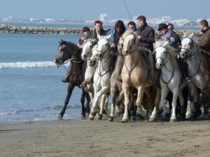 a group of people riding horses on the beach at Studio Le Grau-du-Roi, 1 pièce, 4 personnes - FR-1-307-250 in Le Grau-du-Roi