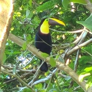 a bird perched on top of a tree branch at Howler's House in Chachagua