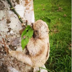 a sloth hugging a tree with a green leaf at Howler's House in Chachagua