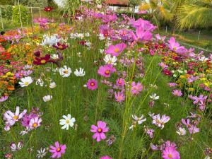a field of colorful flowers in a garden at Ganesha Kampot Resort in Kampot