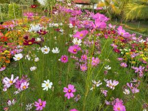 um campo de flores coloridas em um jardim em Ganesha Kampot Resort em Kampot