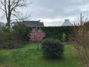 eine Hecke mit einem rosa Baum im Hof in der Unterkunft chambre double chez Catherine et Jean-Luc en Bretagne in Audierne