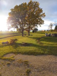a tree in the middle of a grass field at Kopli majutus in Salu +2 photos