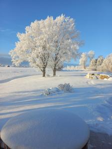 Ein Baum auf einem schneebedeckten Feld in der Unterkunft Kopli majutus in Salu